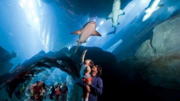 Dubai Aquarium & Underwater Zoo