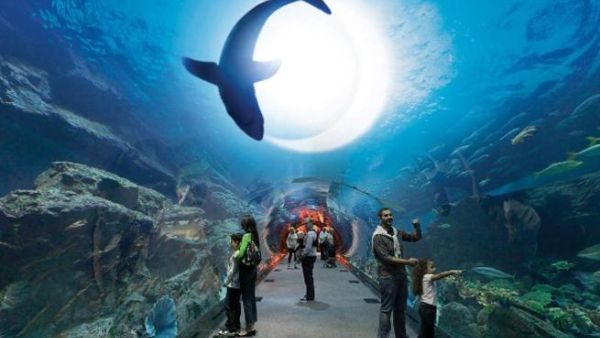 Dubai Aquarium & Underwater Zoo Dubai Aquarium & Underwater Zoo
