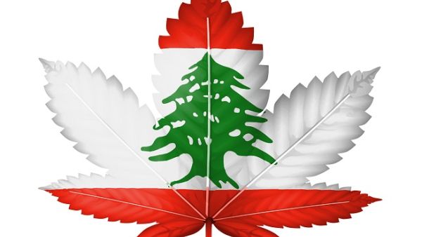 Cannabis to Be Legalized in Lebanon for Medical Use. (Shutterstock)
