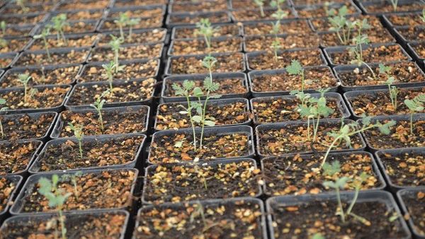 Qur’anic Botanic Garden has contributed 2,000 seedlings to Al Shabhana Association’s national tree campaign Qur’anic Botanic Garden has contributed 2,000 seedlings to Al Shabhana Association’s national tree campaign