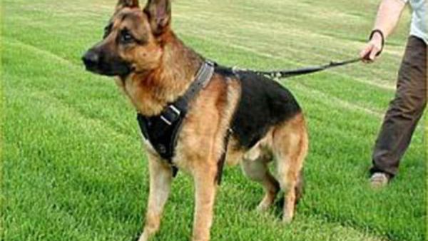 دوقي يا مزيكا