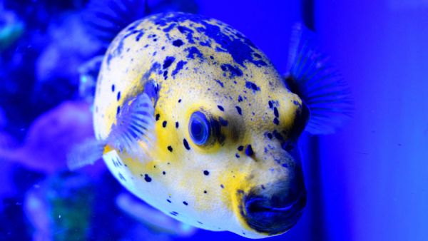 Takifugu (Shutterstock/File Photo)