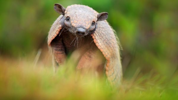 Armadillo (Shutterstock/File Photo)