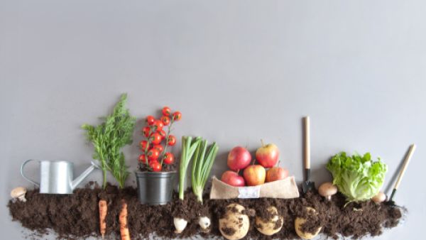 يمكن القول إن الأغذية العضوية أفضل للصحة من الأغذية التقليدية (shutterstock.com)
