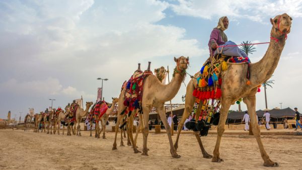the 3rd King Abdul Aziz Camel Festival. (Shutterstock/ File Photo)
