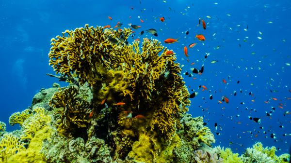 Coral reefs and water plants in the Red Sea are in serious danger of dying. (Shutterstock/File)