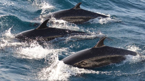 (Shutterstock/ File Photo)