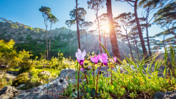 Beautiful landscape of a mountainous cedar forest, first spring wildflowers in bright sun light, beauty of wild nature, Lebanon. (Shutterstock/ File Photo)
