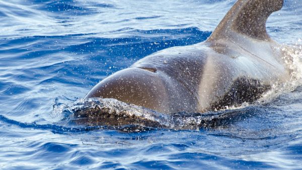 Pilot whale (Shutterstock)