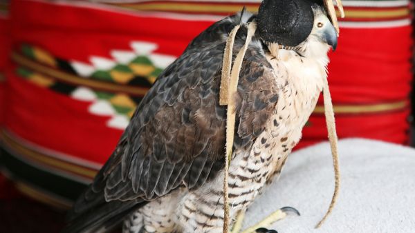 There has been a 50 to 60 percent decline in the number of falcons in Pakistan in the last decade (Shutterstock/File)