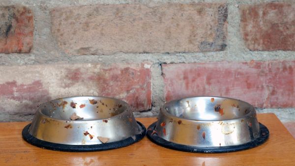 The teenager said she had been facing violence at the hands of her father-in-law who gave her leftover food from his dog’s bowl (Shutterstock/File)