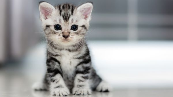 (Shutterstock/File Photo)