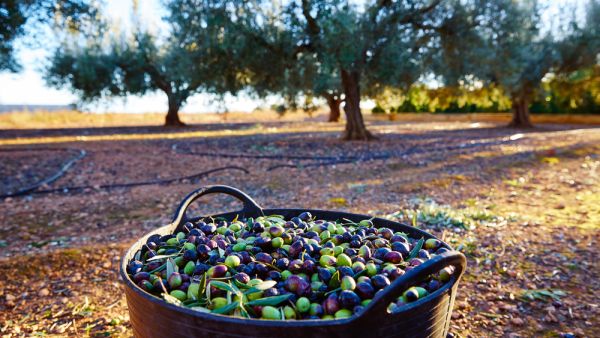 Olives harvest picking in farmer basket (Shutterstock/File Photo)