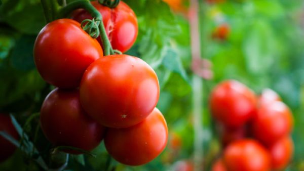 تناول البندورة بشكل منظم يمكنه أن يقي من الإصابة بعدّة أنواع من السرطان (shutterstock.com)

