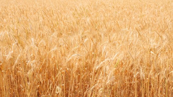 Genomic analysis of ancient plant remains allowed scientists to build a timeline revealing the increasing frequency of non-shattering genes (Shutterstock/File)