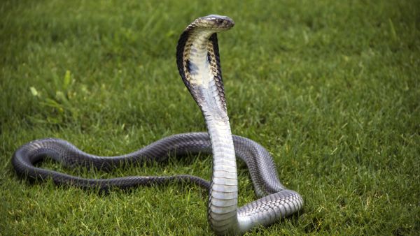Cobra (Shutterstock/File Photo)