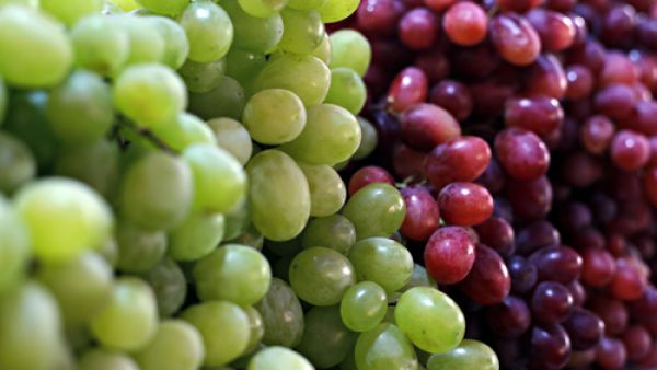 إنّ علاج العنب، وهو العلاج المفضل لدى اليونان القدماء، والعرب والرومان