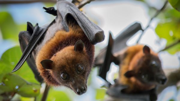 Bats (Shutterstock/File Photo)
