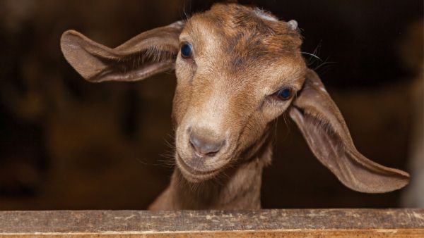 (Shutterstock)

(Shutterstock)

(Shutterstock)