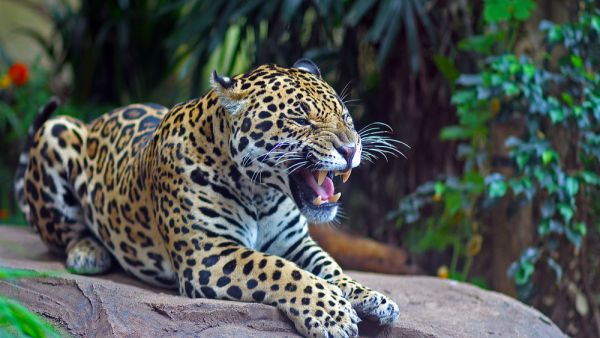 Jaguar (Shutterstock/File Photo)