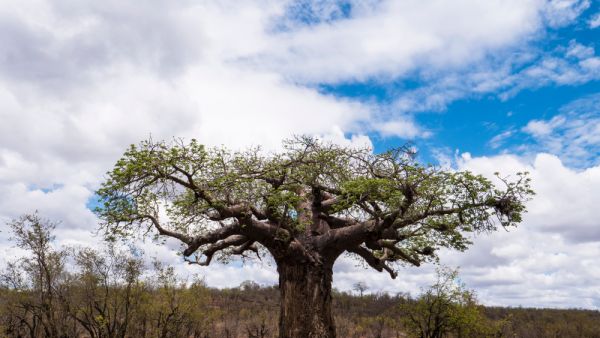 Baoab tree (Shutterstock)