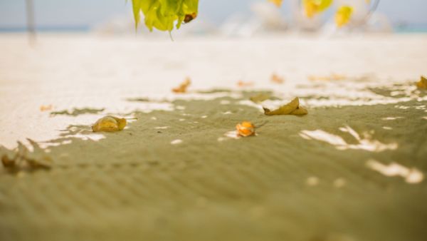 تُعتبر أشعة الشمس من أهم مصادر فيتامين د (shutterstock.com)