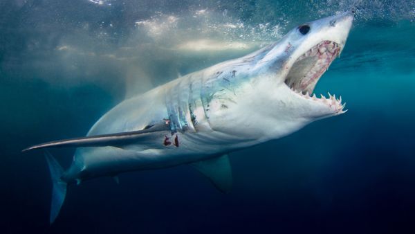 (Shutterstock/File Photo)