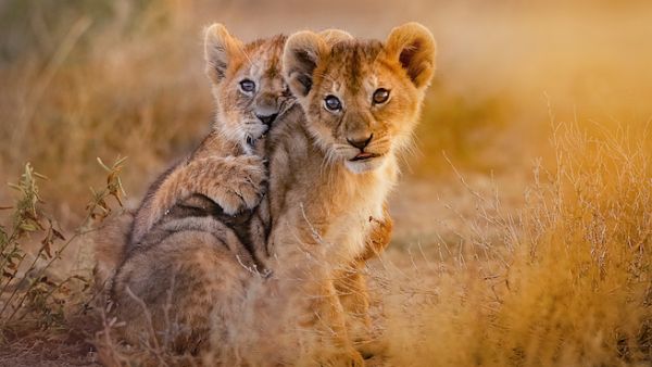 A group of cheetahs, lion cubs, and snow foxes were on sale for Dh5,000 each. (Shutterstock)