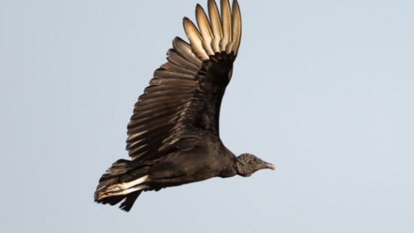 A recent incident involved a vulture allegedly spying for Israel, but this is certainly not the first case of alleged animal espionage. (Twitter)