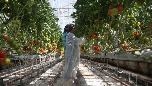 تعتزم العديد من الجهات الاقتصادية العربية في الكويت والإمارات العربية المتحدة الاستثمار في مجال الزراعة بالبيوت البلاستيكية العاملة بالحرارة الجوفية للأرض في ولاية شانلي أورفة التركيه.