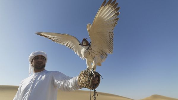 An Emirati man with his falcon. (Pixabay)