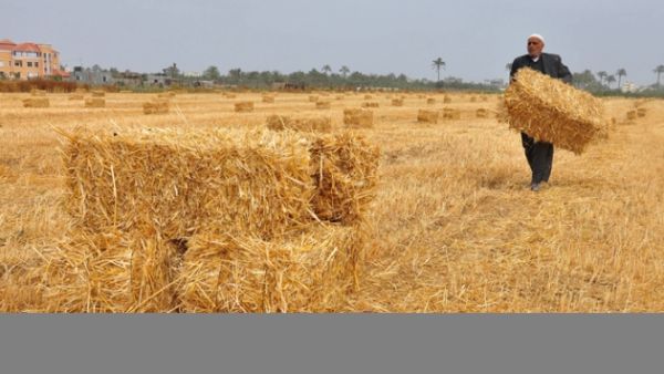 Egypt's state grain buyer said the purchase is due for an early July shipment. 