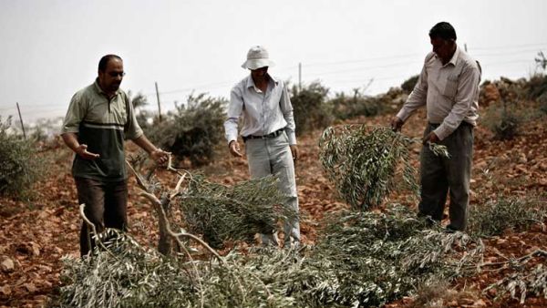 الاشجار مثمرة ومزروعة منذ نحو 40 عاما 