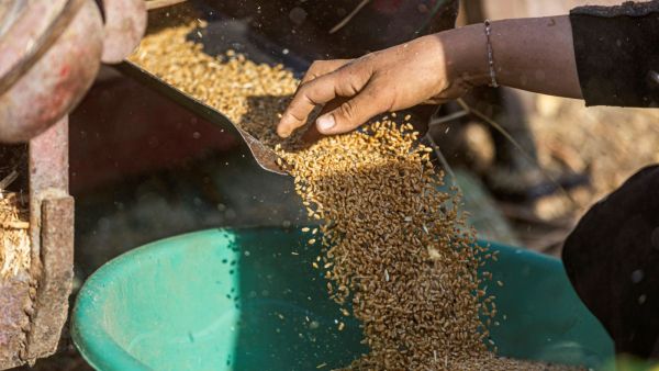 Egypt-UAE loan deal to finance wheat purchases