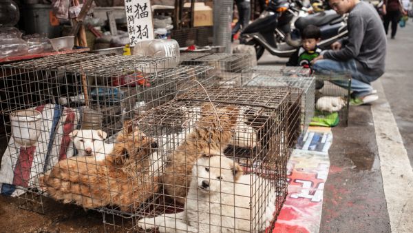 China Bans Wild Animal Trading Temporarily Until The Viral Epidemic Eases