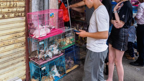 China's ‘Bushmeat’ Trade Underscores A Growing Risk To Human Health