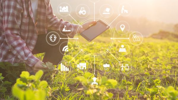 UAE: Agricultural Company Uses High-Tech to Achieve Food Security