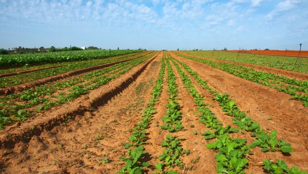 China's Purchases of US Agricultural Goods Didn't Reach Deal's Target