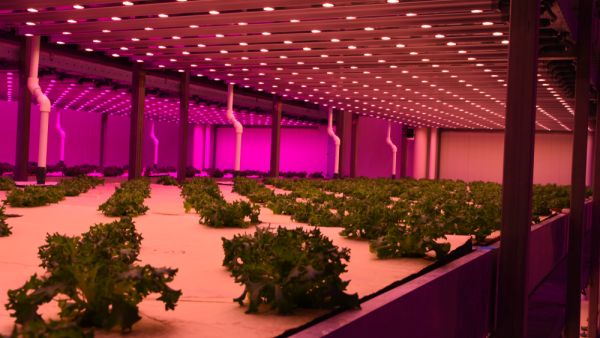 Abu Dhabi's Desert To Be The Home of World's Largest Indoor Farm