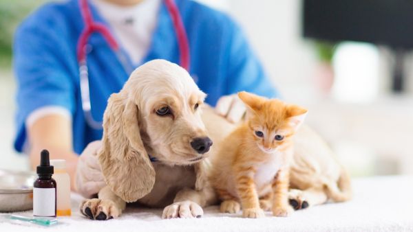 Saudi Animal Fostering App Qualified to Win International Prize