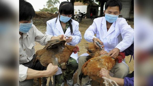 سلالات قاتلة من إنفلونزا الطيور تتفشى بأوروبا