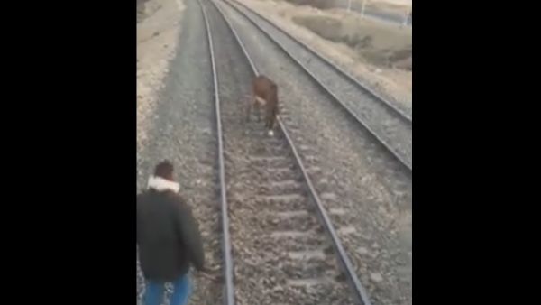 حمار يكاد يتسبب بكارثة قطارات جديدة بمصر