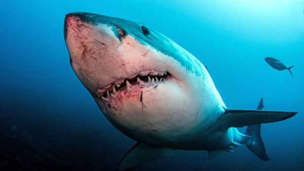 قرش الغردقة القاتل.. روسيا تحذر رعاياها ومصر تُطمئن السياح