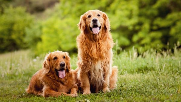 Are You a Dog-Sitter? Now You Have the Opportunity to Get Paid $40,000 to Do So