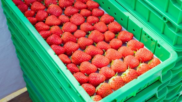 Gaza Exports First Ever Shipment of Strawberries to UK