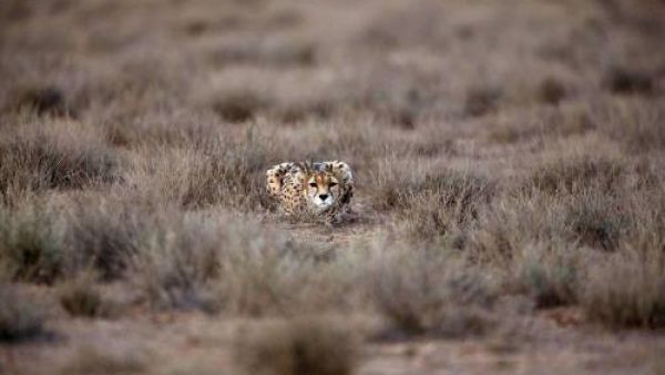 Male Asiatic Cheetah (Twitter)