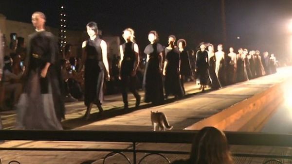 Cheeky cat gatecrashes Dior runway (Twitter)