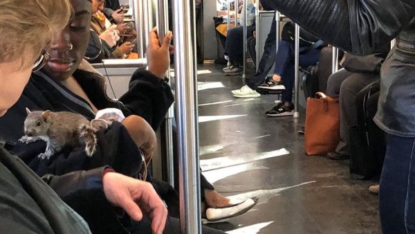 Passengers banded together to try and help a baby squirrel who got on the train (Twitter)