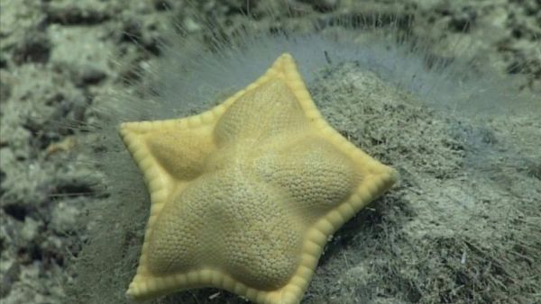 Plinthaster dentatus (Twitter)