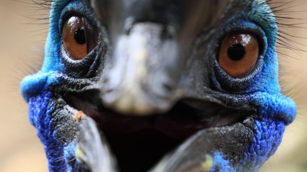 Close up face of Beautiful Cassowary Bird have vivid blue color. beak look like smile  (Shutterstock)	